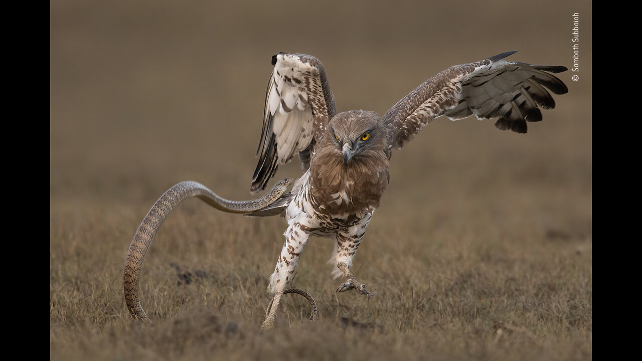 SNAKE VS EAGLE