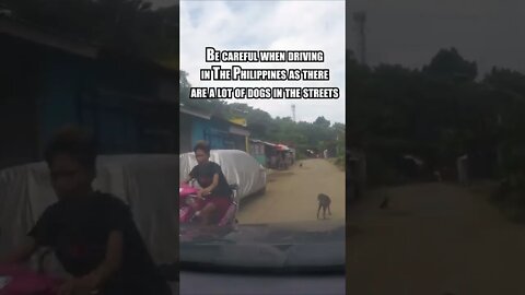 The Reality of Dogs on the Streets in The Philippines