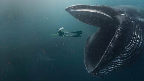 How to Survive Getting Swallowed By a Whale