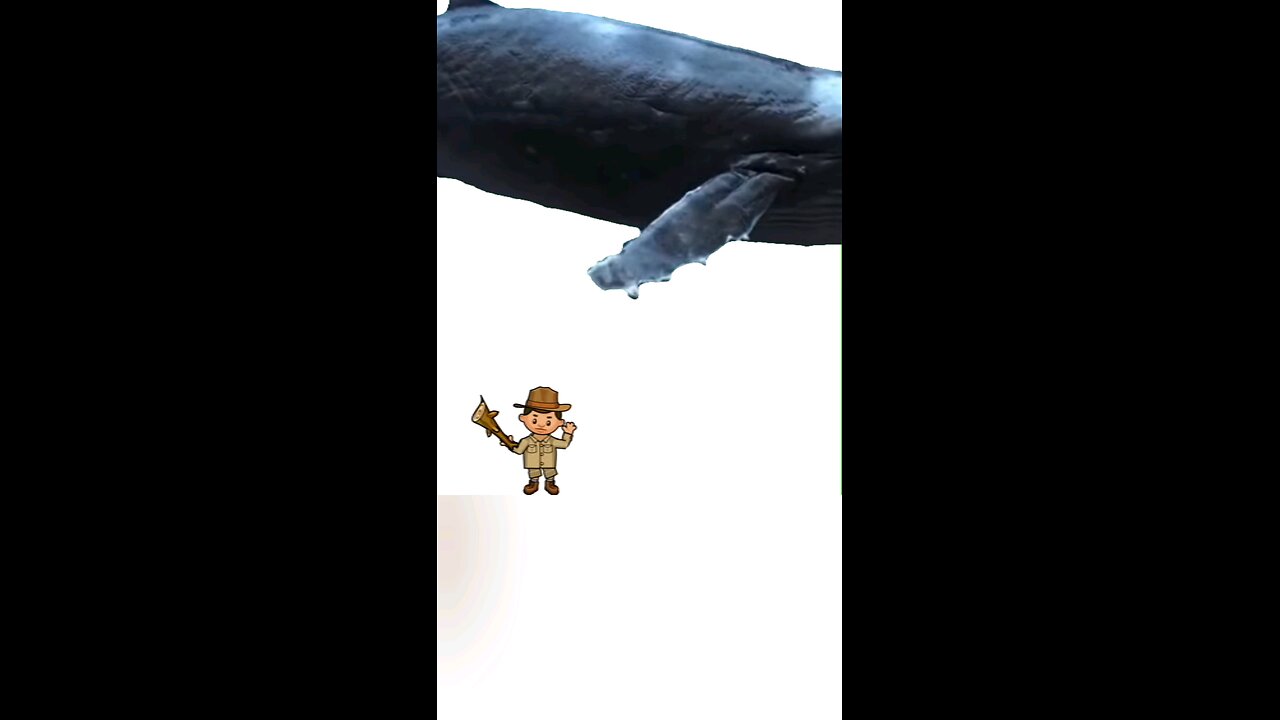 funny animation