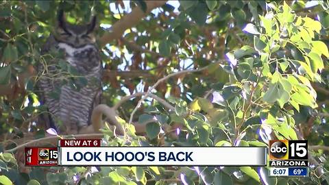 Owls make themselves at home at a Valley high school