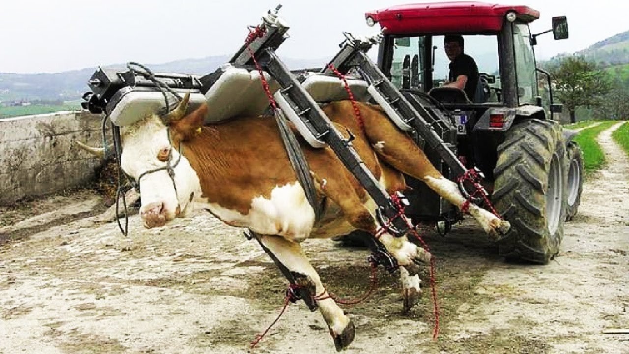 How modern cow machine works - Incredible farm, dairy modern technology machines