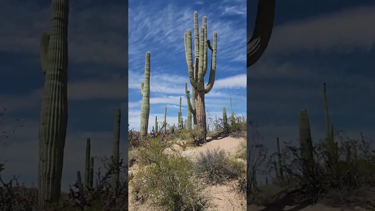 Saguaro National Park