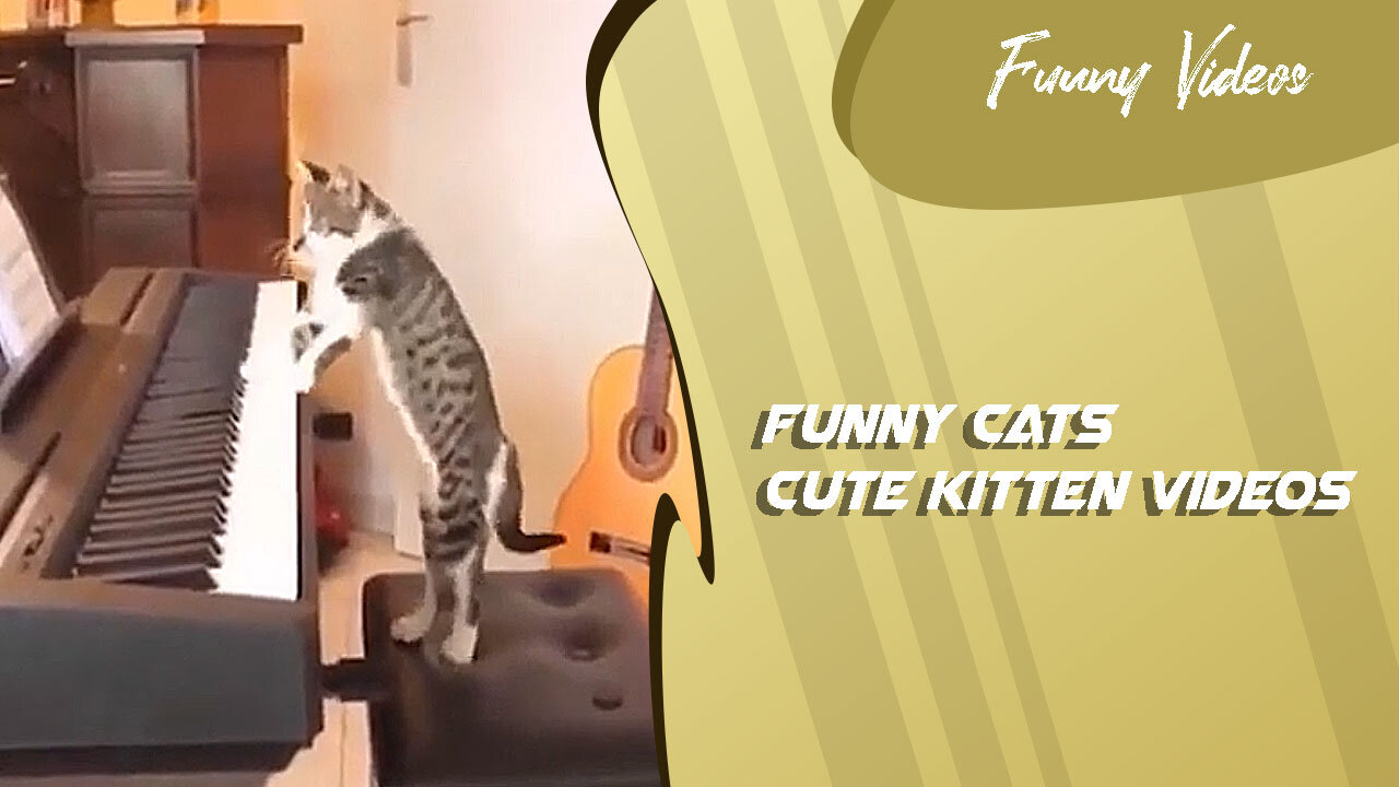 Funny Videos | Cute Kitten Videos 😻 Funny Cats #2