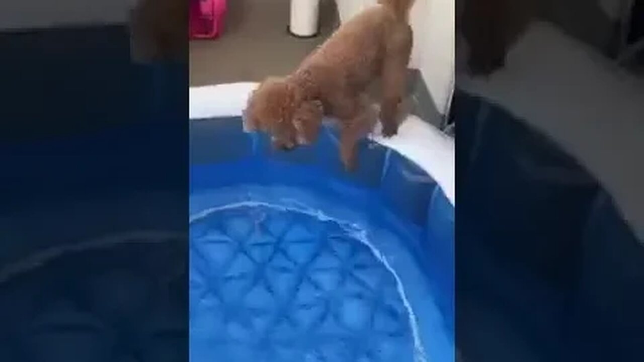 Brown Puppy taking Bath #puppies #petvideos #dogbath #dogplaying