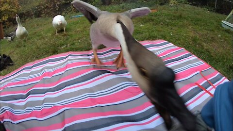 Pet Goose Hugs his Owner but Attacks Everyone