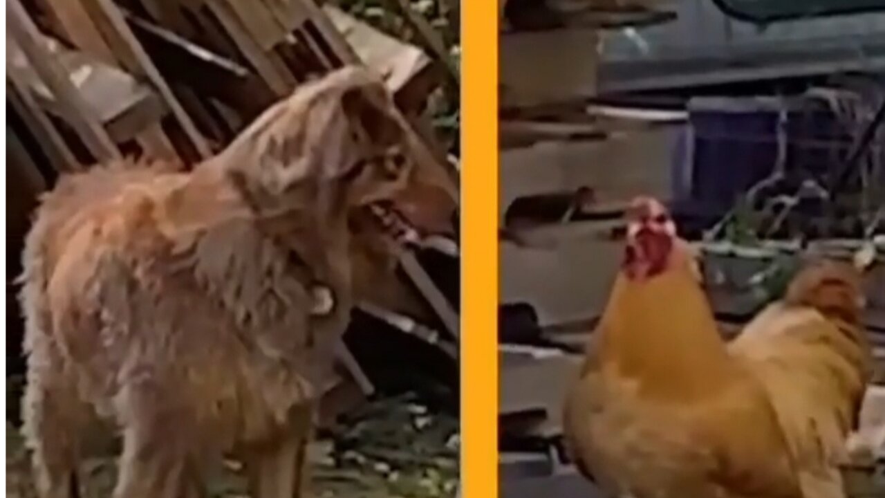 😆 Funny video 2021😆Rooster and doggo plays catch😉🏆