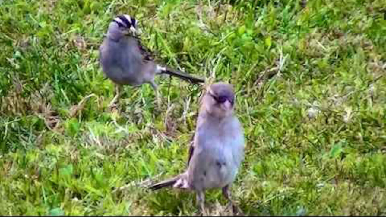 IECV NV #105 - 👀 Hummingbird, White Crown Sparrow And House Sparrows, Starlings 6-21-2015