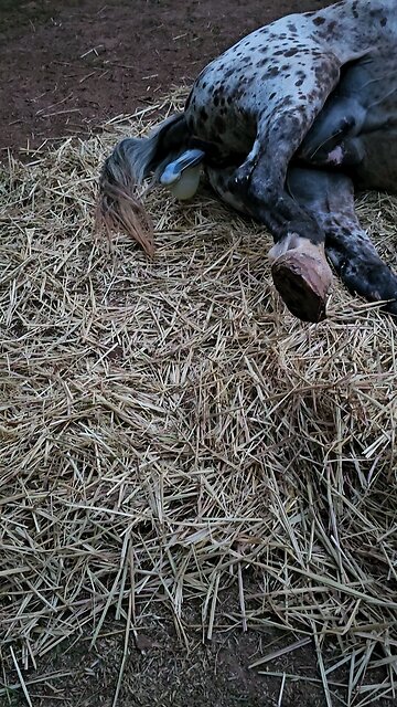 🐎🔥Here it comes!🔥🐎