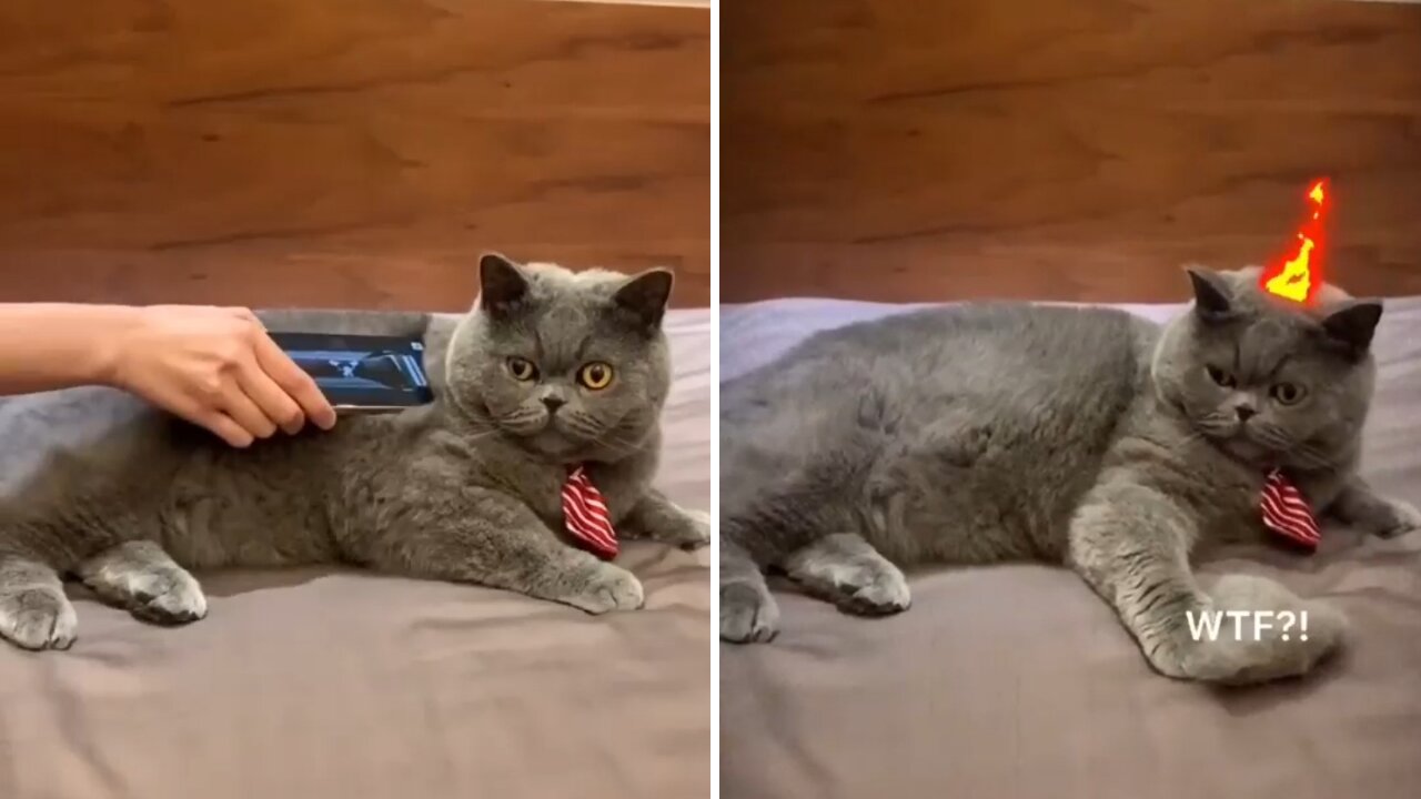 Oh he cut my fur. Funny Cat Video