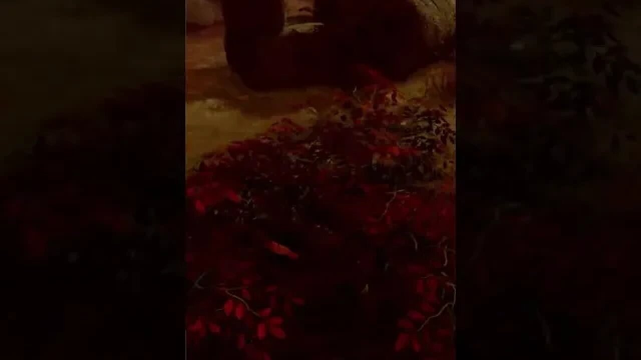 Quase me atropelou e não me viu
