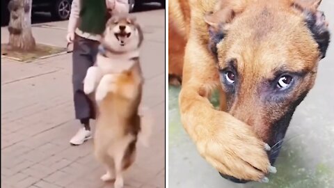 Super Funny Animal 🙉😂 - Funny Dog #funnyanimal #binatanglucu #anjinglucu