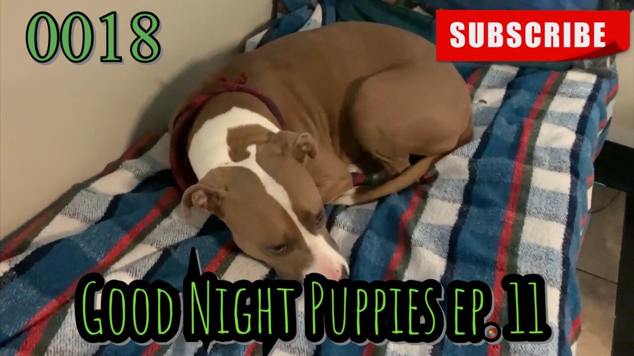 the[DOG]diaries [0018] Good Night Puppies - Episode 11 [#dogs #doggos #puppies]