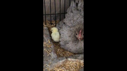 Watch as Mother Hen Cuddles Chicks and Witness the First Chick's Big Debut!