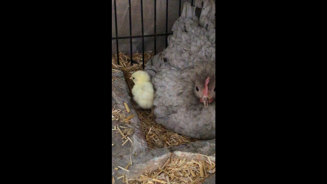 Watch as Mother Hen Cuddles Chicks and Witness the First Chick's Big Debut!