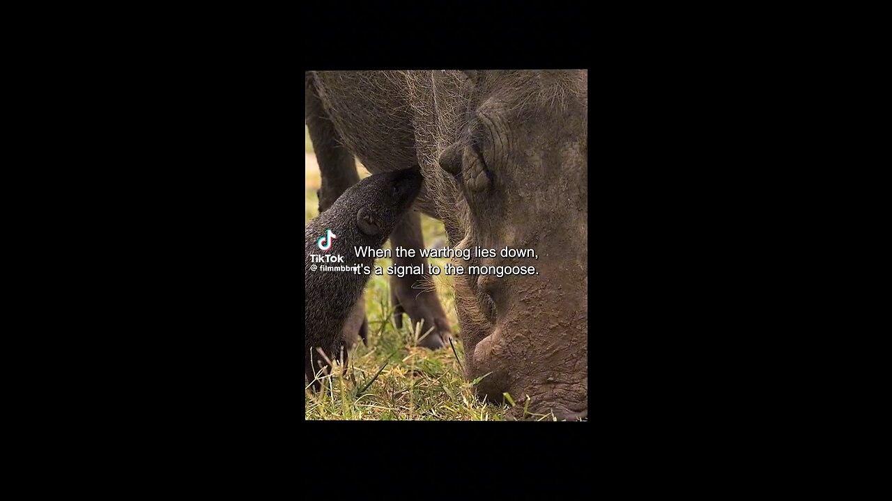 wildlife