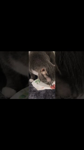 We tried a NEW raw cat food #shorts