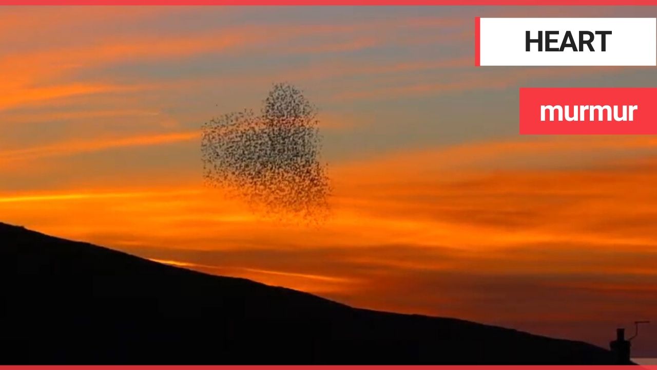 Stunning video shows murmuration of starlings - in the shape of a love HEART