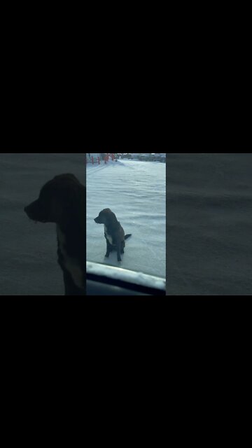 Dog begging for food in 0 degree weather