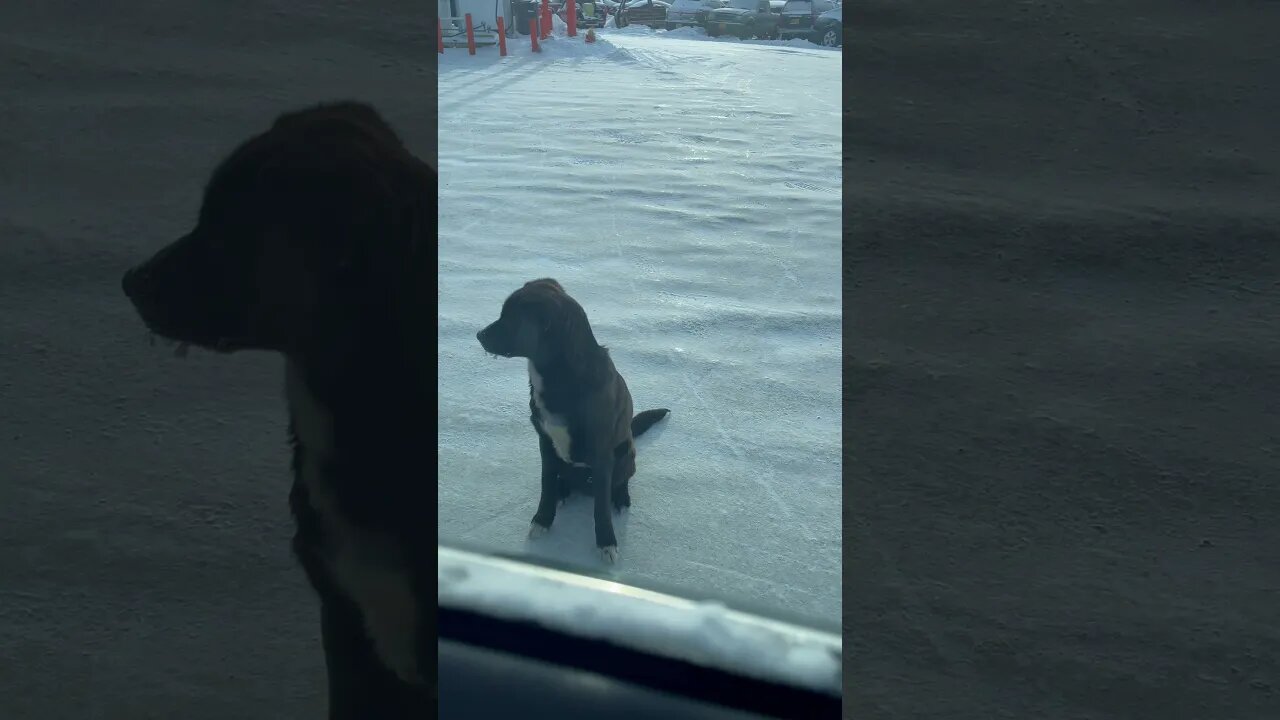 Dog begging for food in 0 degree weather