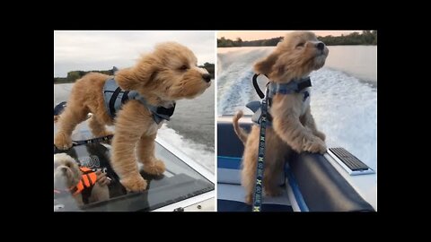 Adorable Dog Loves Riding On Boat