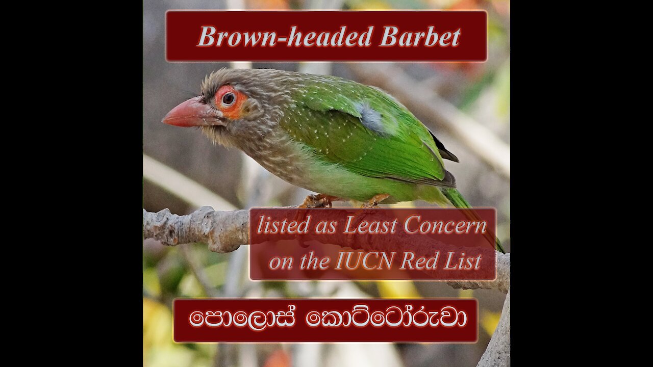 The Brown-Headed Barbet With Sound | Asian Barbet | Polos Kottoruwa