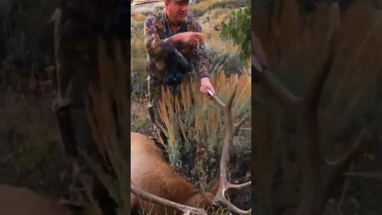 Wyoming Bull Elk Hunting!