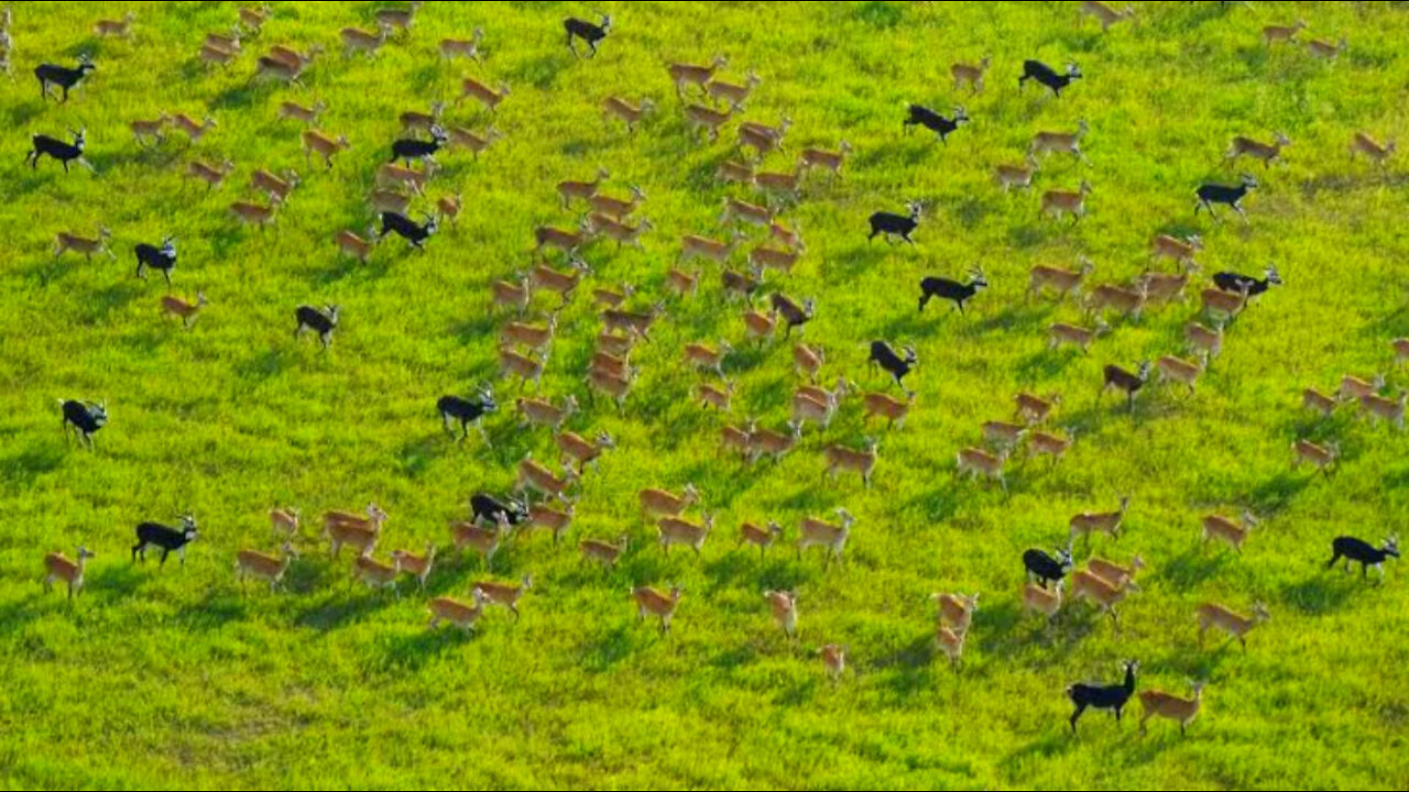 The Great Antelope Migration