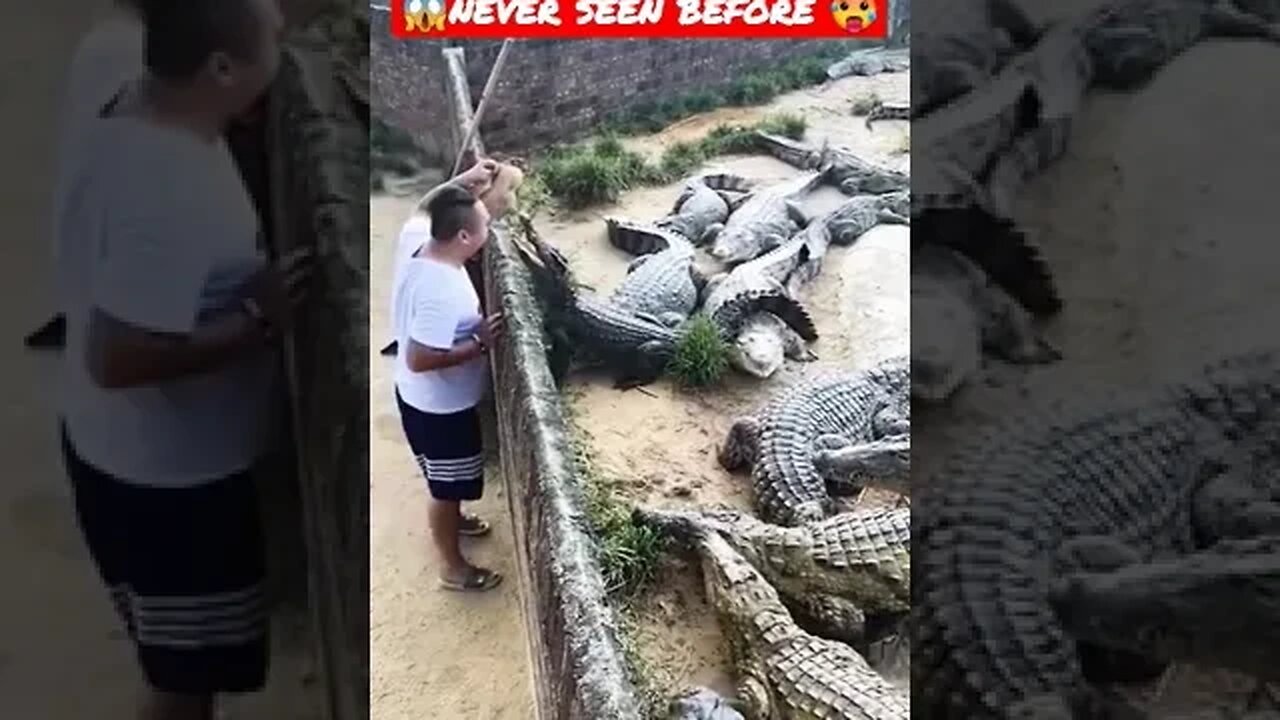 😱Never seen before 😱🔥 #shorts #crocodiles #viral