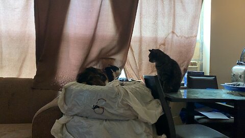 Quick Cat Fight