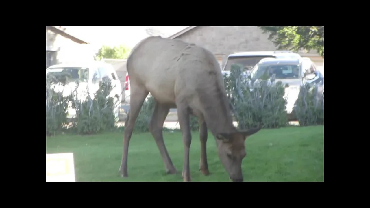 Elk grazing on the lawn in Yellowstone