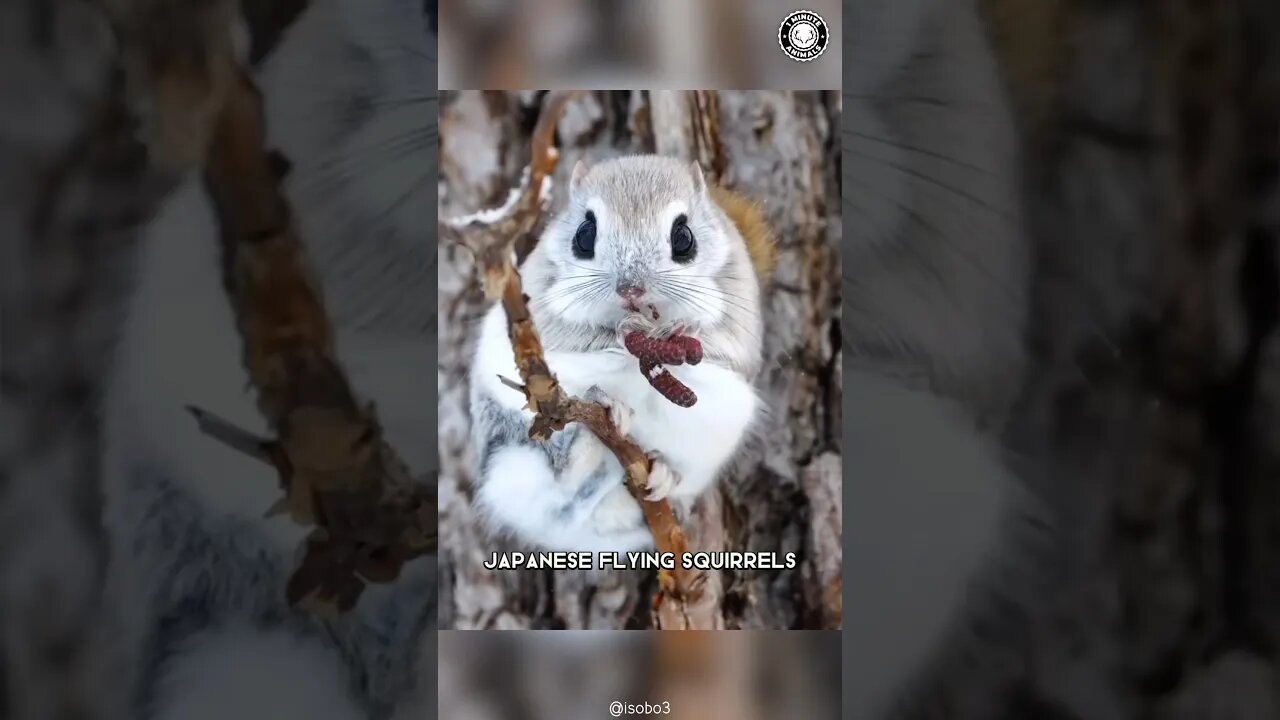 Japanese Flying Squirrels 🐿️ Adorable Aerial Acrobats!