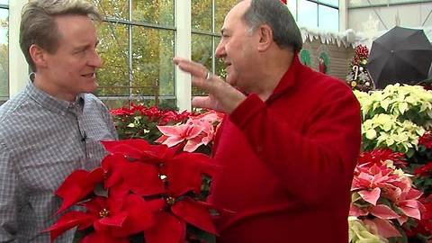 Poinsettias