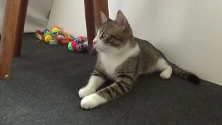 Kitten Sits under the Chair