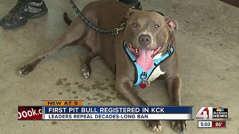 Pit bulls now being registered, adopted in KCK