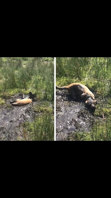 Happy puppy gets completely covered in giant mud puddle
