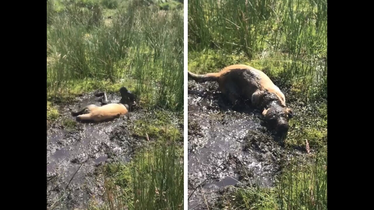 Happy puppy gets completely covered in giant mud puddle