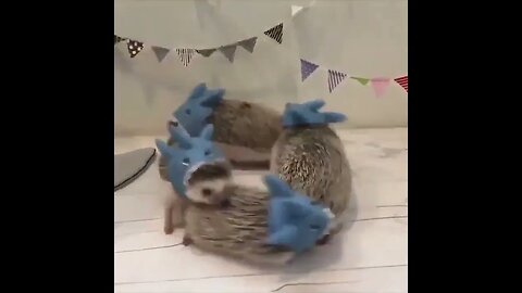 Ёжики в масках водят хоровод