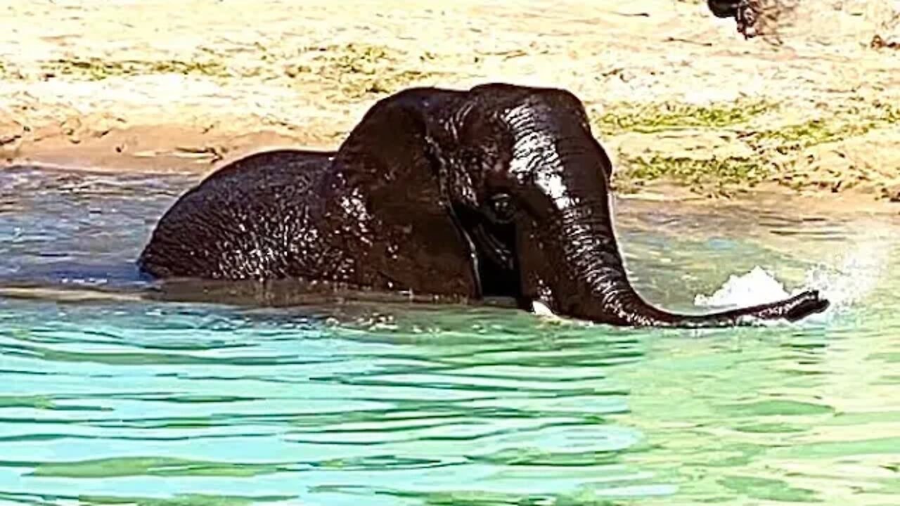 Elephant Swimming at Animal Kingdom