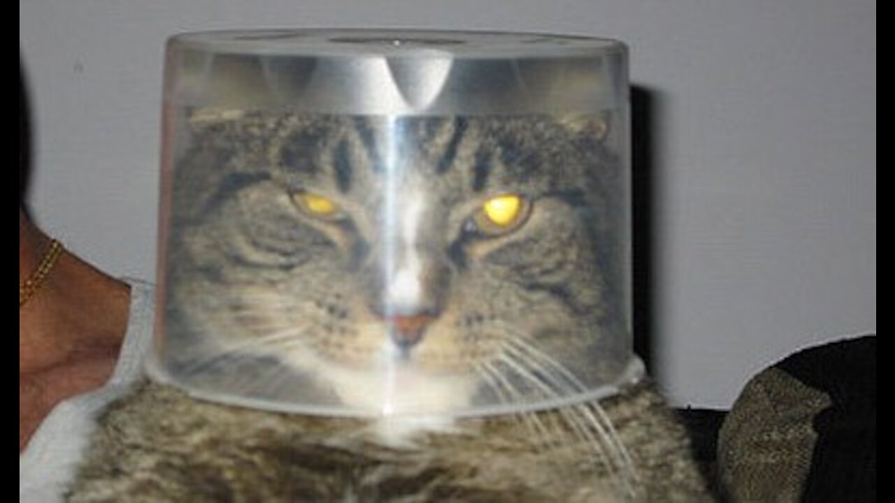 Cute Funny Videos, Funny Pets
