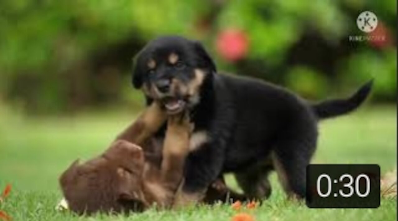 Cute funny dog