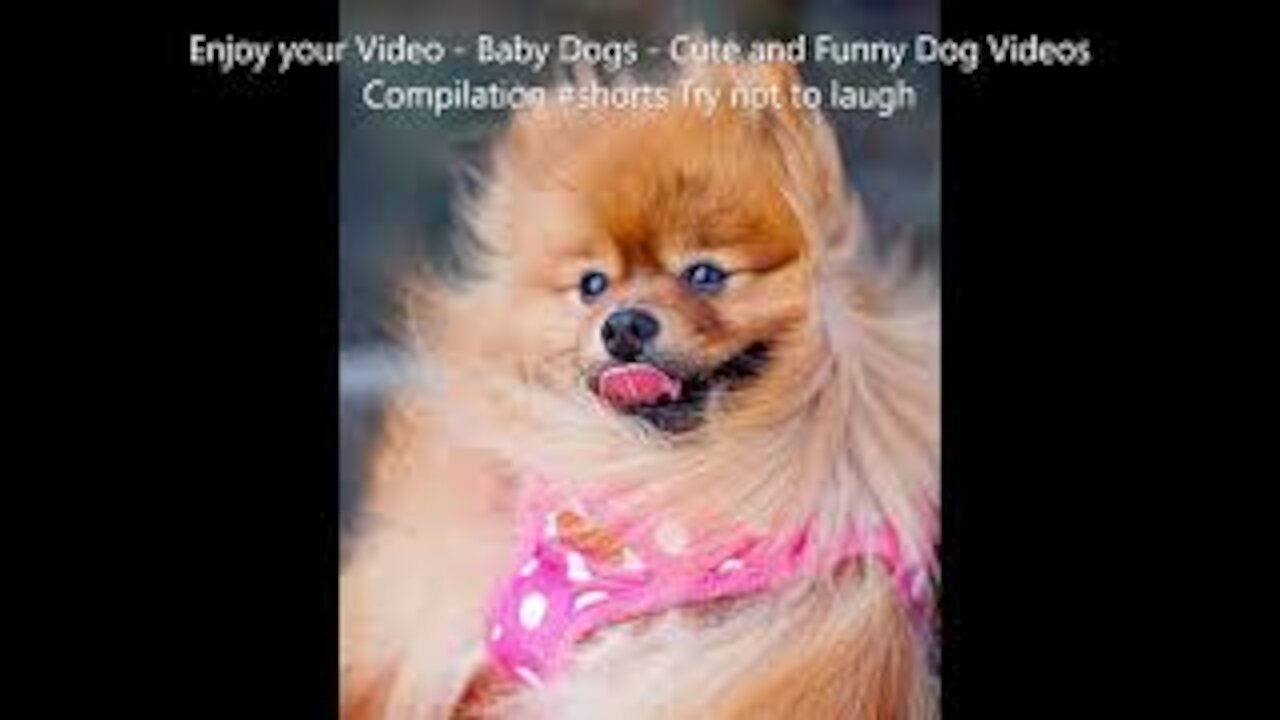 Baby Dogs Cute and Funny Dog Videos Compilation #shortstories Try not to laugh