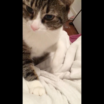 This Cat Seem Not To Get Used To Standing On An Unbalance Bed