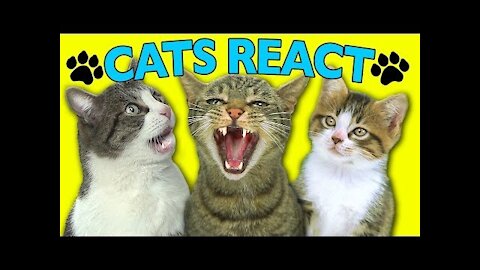 NEVER MISS These :CATS REACT TO VIRAL VIDEOS"