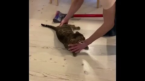 PLAYING CAT VIDEO MEAWWW