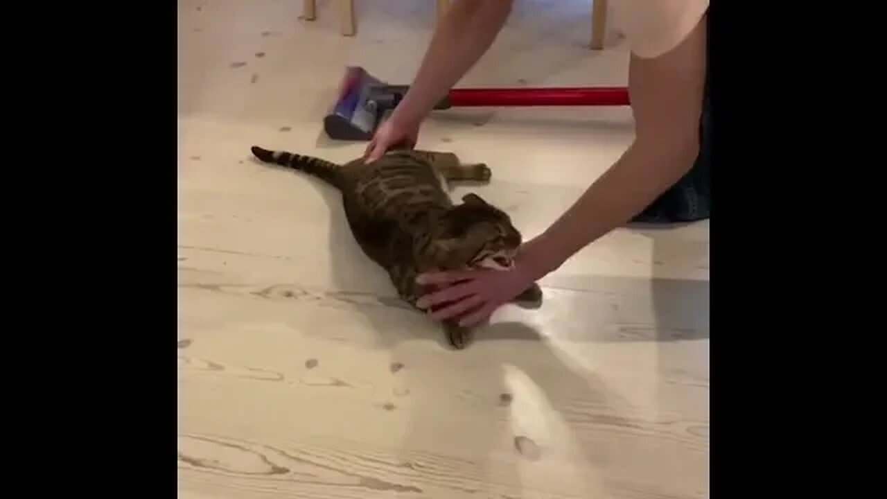 PLAYING CAT VIDEO MEAWWW