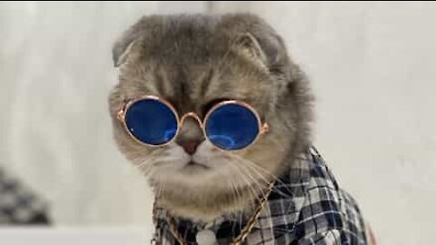 Ce chat fait de l'ombre à son maître pour le Switch Challenge