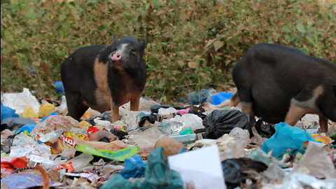 Garbage & Plastic In Animal Feeds (Smithfield)