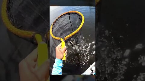 Sheepshead on Vudu Shrimp #shorts #shortvideo #sheepshead