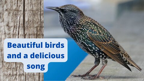 Sleep soundly with a beautiful song enjoying beautiful birds